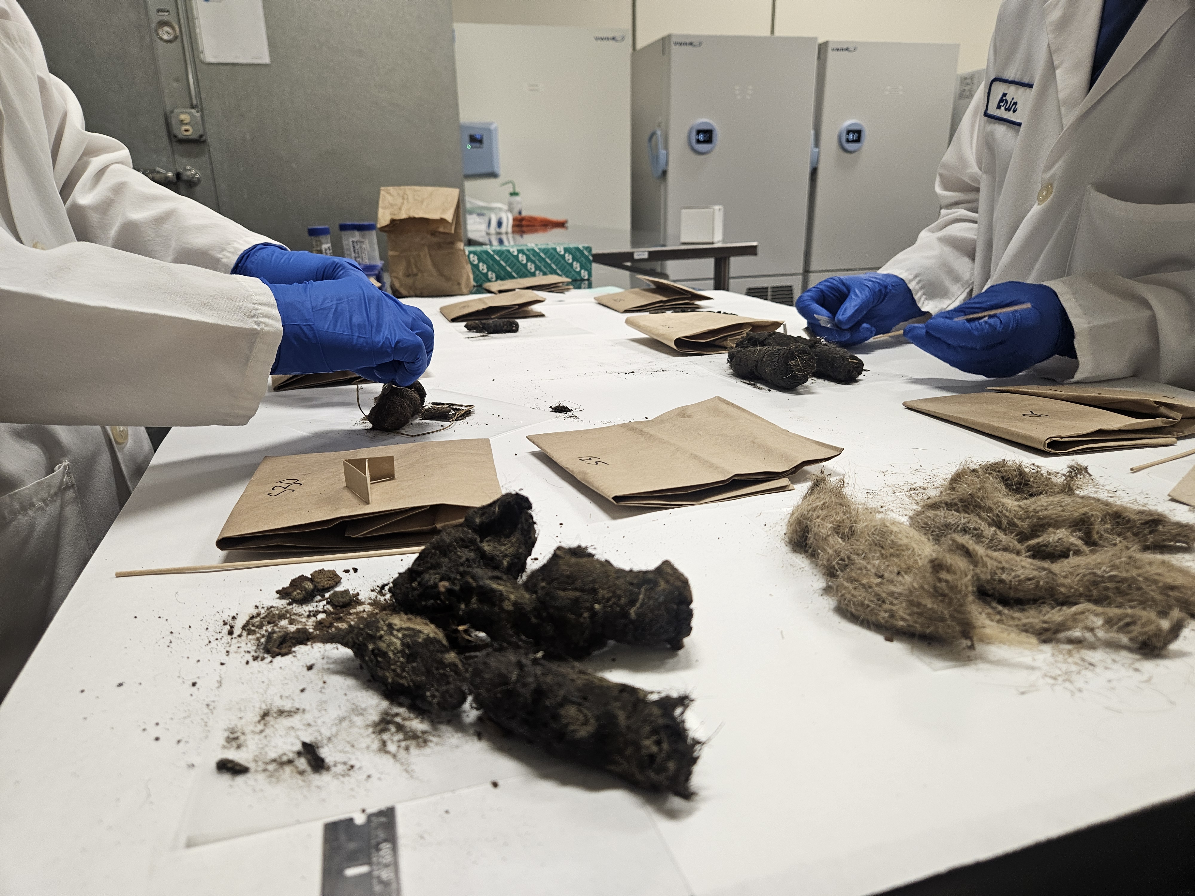 CDFW forensic lab staff sampling wolf scat